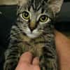 ARIEL adorable minette de 5 mois