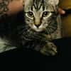 ARIEL adorable minette de 5 mois