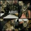ARIEL adorable minette de 5 mois