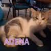 ADELIE et ADENA