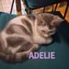 ADELIE et ADENA