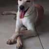 BUDY le magnifique