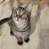 Kleiner Bandit sucht sein Zuhause
