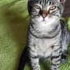 Kleiner Bandit sucht sein Zuhause