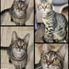 Kleiner Bandit sucht sein Zuhause