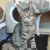 Kleiner Bandit sucht sein Zuhause