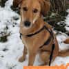 Muffin - treuer Schmusehund