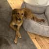 Muffin - treuer Schmusehund