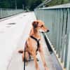 Muffin - treuer Schmusehund
