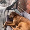 Muffin - treuer Schmusehund