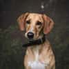 Amy -bedroht von hundehassenden Nachbarn
