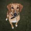 Amy -bedroht von hundehassenden Nachbarn