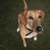 Amy -bedroht von hundehassenden Nachbarn
