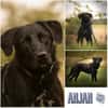ANJAN * Labbi-Mix liebt Wasser & Wandern