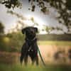 ANJAN * Labbi-Mix liebt Wasser & Wandern