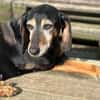 VALENTINA - Hunde-Omi hofft auf Chance