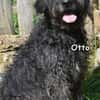 OTTO