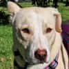 Sunny - Ein-Ohr-Hund