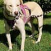 Sunny - Ein-Ohr-Hund
