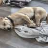 Sunny - Ein-Ohr-Hund