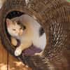 Liebe Fleki (FIV) sucht ihre Familie