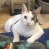 Liebe Fleki (FIV) sucht ihre Familie