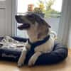 FENJA sucht ein Zuhause