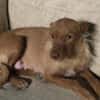 Maite unsere kleine Mutter Courage