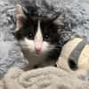 Tigrou [Chaton]