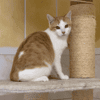 Némo [Chaton]