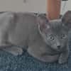 Nyah [Chaton]