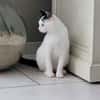 CIBOULETTE