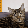 Wick (En cours d'adoption)