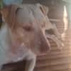 PHOENIX Croisée Labrador Femelle junior