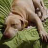 PHOENIX Croisée Labrador Femelle junior