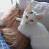LOUNA