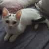 LOUNA