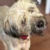 CHAPLIN,  Croisé Griffon Créole junior