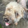 CHAPLIN,  Croisé Griffon Créole junior