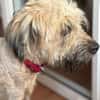 CHAPLIN,  Croisé Griffon Créole junior
