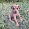 CASH, chiot mâle Berger Créole
