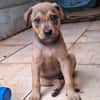 CASH, chiot mâle Berger Créole