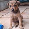 CASH, chiot mâle Berger Créole