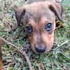 CASH, chiot mâle Berger Créole