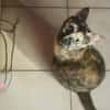 SPHINXY, chat femelle européen