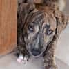 IKO, chiot mâle Berger Créole