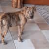 IKO, chiot mâle Berger Créole