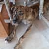 IKO, chiot mâle Berger Créole