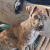 IKO, chiot mâle Berger Créole