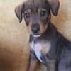 TANGO, chiot mâle Berger Créole